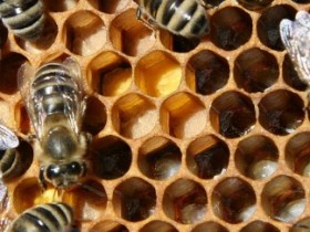 Pollen als Bienenfutter