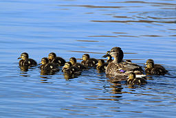 Mallard duck and her 12 chicks