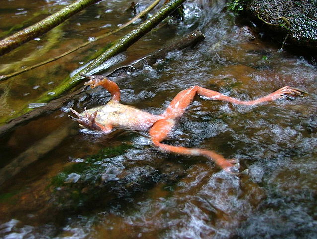 Chytridiomycosis